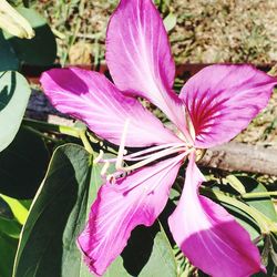 Close-up of pink flowers