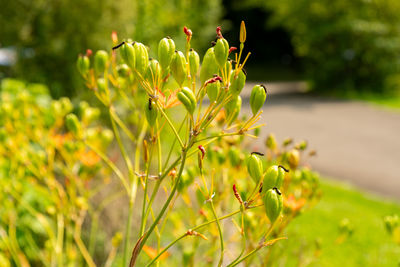 green