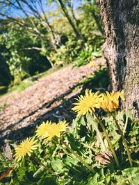 Close-up of yellow flowering plants