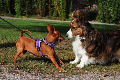 Dogs playing