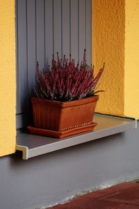 Close-up of potted plant against wall