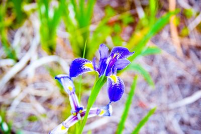 Close-up of purple crocus flowers on field