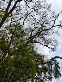 Low angle view of trees against sky