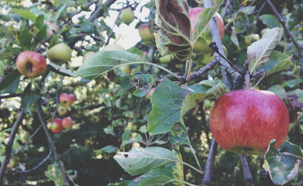 Close-up of apple tree