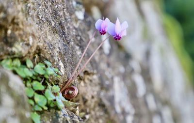 Close-up of pink flower on rock