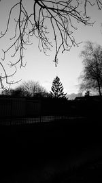 Bare trees against sky at dusk