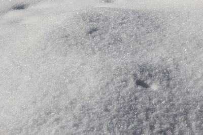 High angle view of crocodile in winter