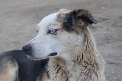 Close-up of dog