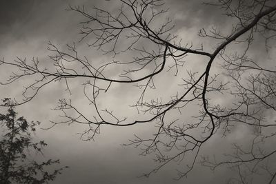 Low angle view of silhouette bare tree against sky