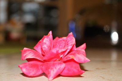 Close-up of pink flower