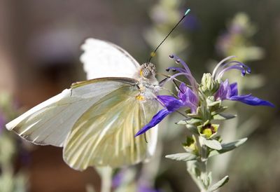 Close-up of butterfly pollinating on flower