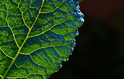 Close-up of green leaves