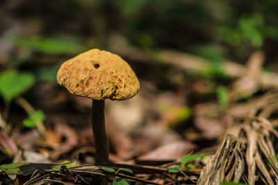 Close-up of mushroom growing on field