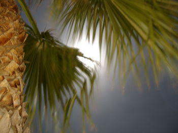 Low angle view of palm trees against sky