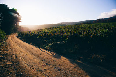 Dirt road by vineyard against sky