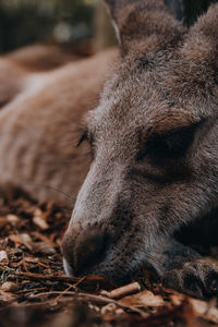 Close-up of deer on field