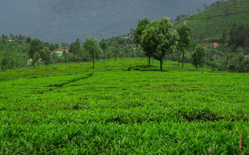 Scenic view of agricultural field