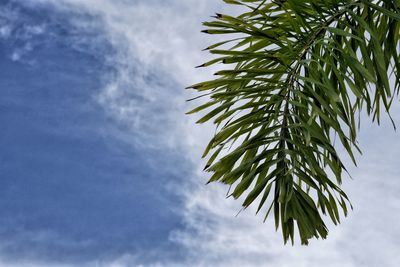 Low angle view of plants against cloudy sky