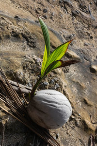Close-up of plant growing on rock