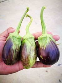 Cropped hand holding eggplants