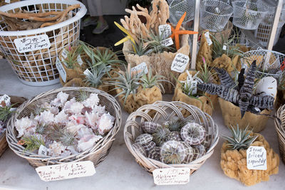 High angle view of plants for sale at market stall