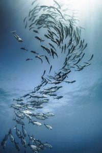 Low angle view of scuba diver and school of fish swimming in sea