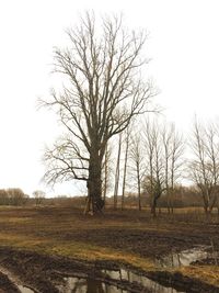 Bare tree on field against clear sky