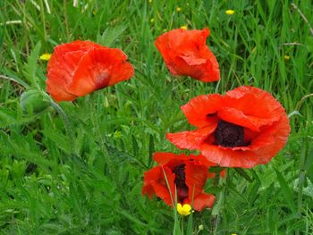 Close-up of red poppy flower on field