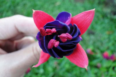 Close-up of hand holding flower