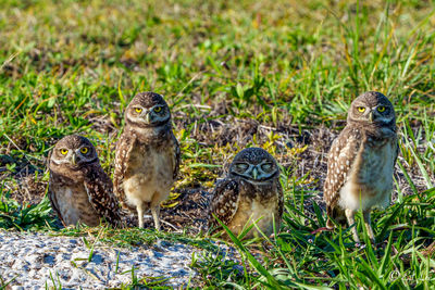 Close-up of bird on field