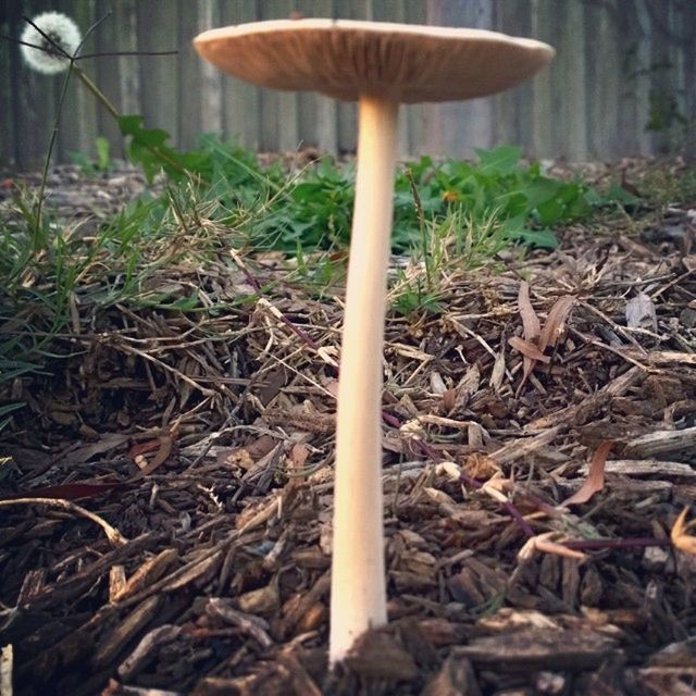 Funghi