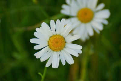 Close-up of yellow flower blooming outdoors