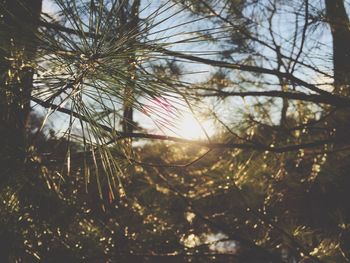 Sun shining through trees