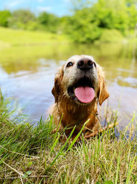 Close-up of a dog in lake