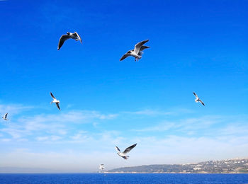 Low angle view of seagulls flying over sea against sky