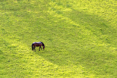 Horse grazing in a field
