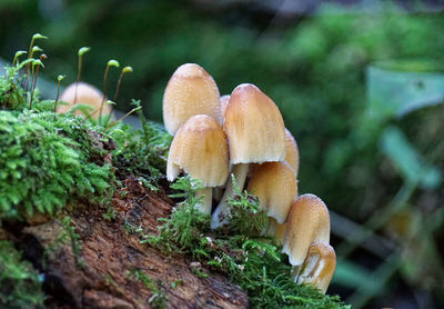 Close-up of mushrooms growing in forest