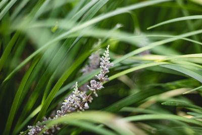 Close-up of white flowering plant