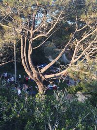 View of trees in forest