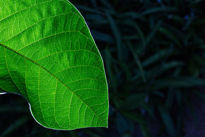 Close-up of green leaves