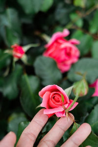 Close-up of hand holding rose bouquet