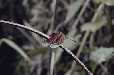 Close-up of insect on plant