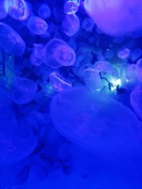 Close-up of jellyfish swimming in sea