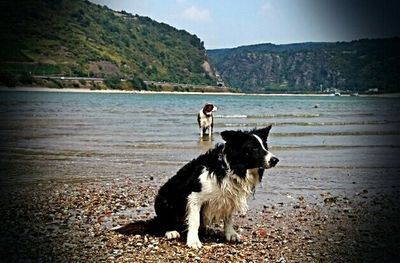 Dog looking at mountain range