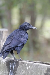 Close-up of bird perching on wall