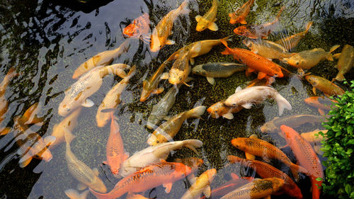 Tangerang / indonesia - june 23, 2020 - carp in a fish pond when fed