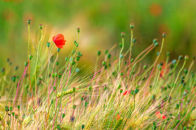 Close-up of flowering plants on field