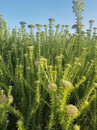 Close-up of fresh plants on field against sky