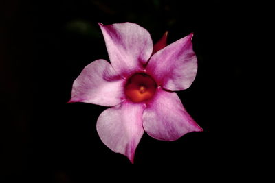 Close-up of flower against black background