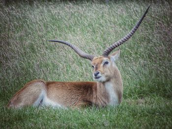 Close-up of deer on field